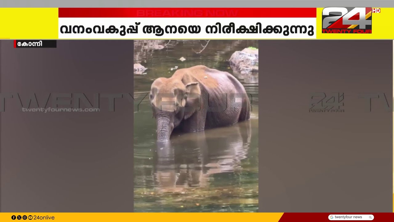 പത്തനംതിട്ട കോന്നി തണ്ണിത്തോട്ടിൽ അവശനിലയിൽ കാട്ടാന, ആനയുടെ പിൻഭാഗത്ത് മുറിവ്