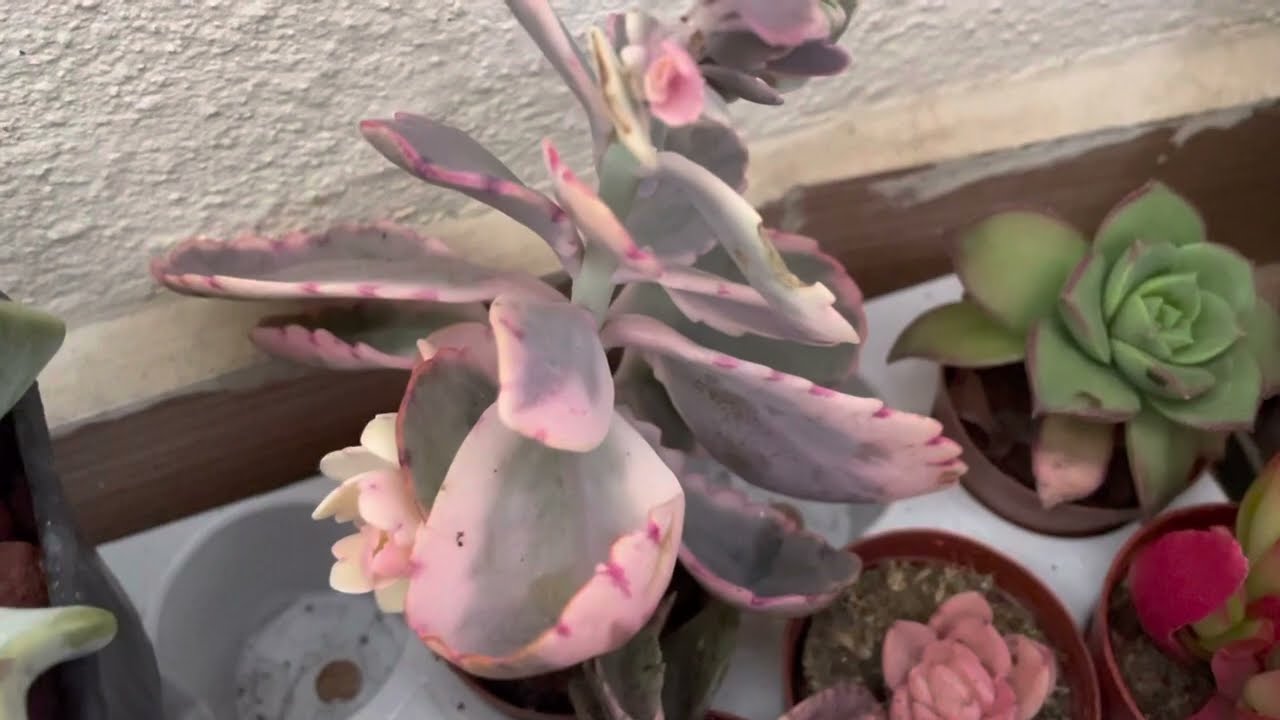 Kalanco ekımı nasıl olmalı 🌸kalanco bakımı nasıl olmalı
