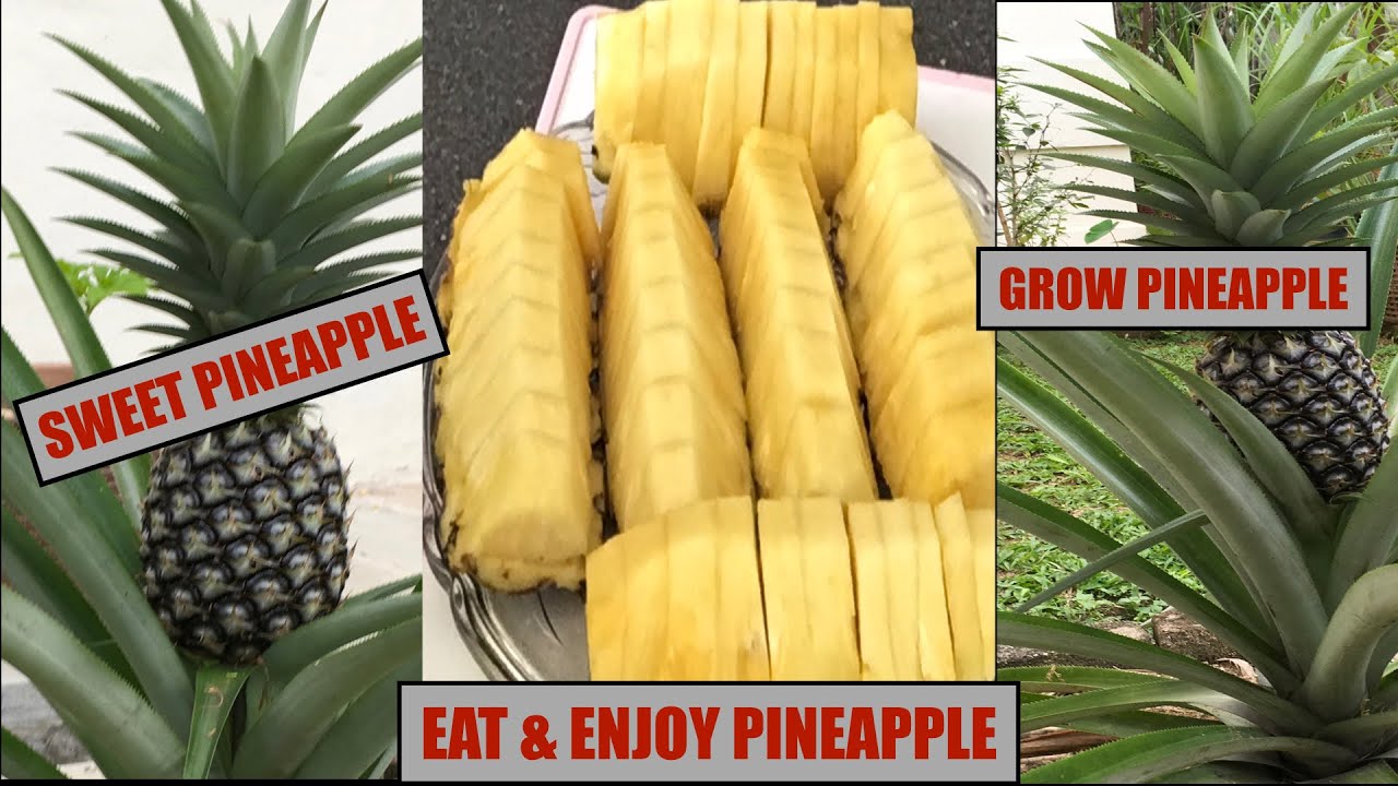 How to Grow Pineapples using Slips, Suckers or Crowns? Eating & Juicing Pineapples.