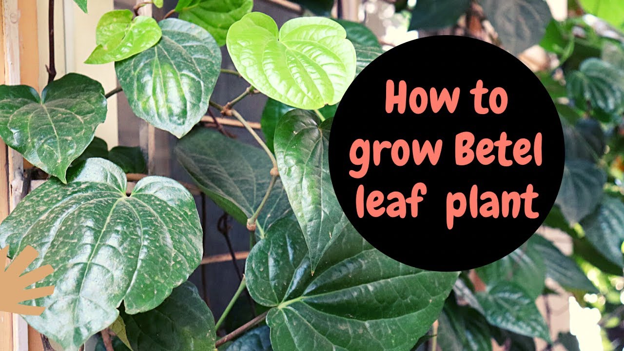 How to grow and care Betel Leaf/Paan plant at home|| All about Betel vine||BackyardGardening