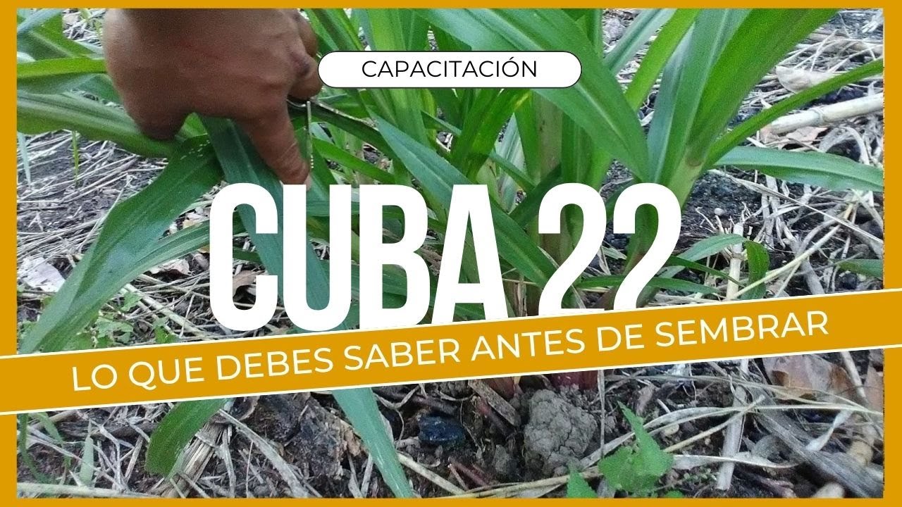 ¿Cómo cultivo el Cuba 22?