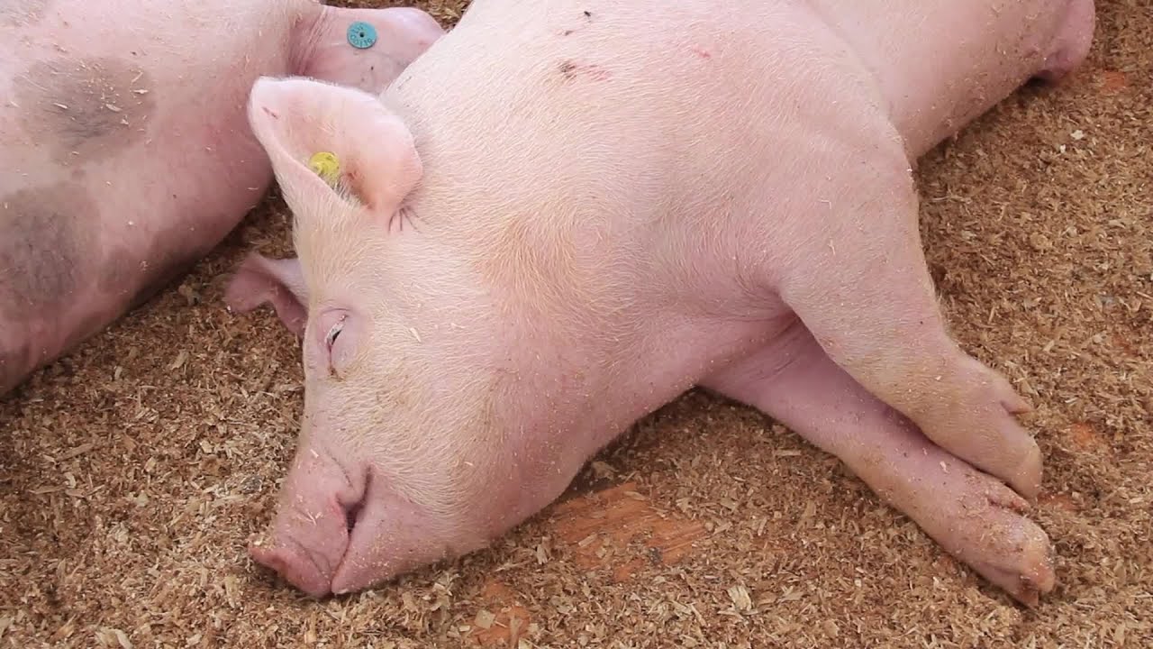 New swine flu with &ldquo;pandemic potential&rdquo; explained
