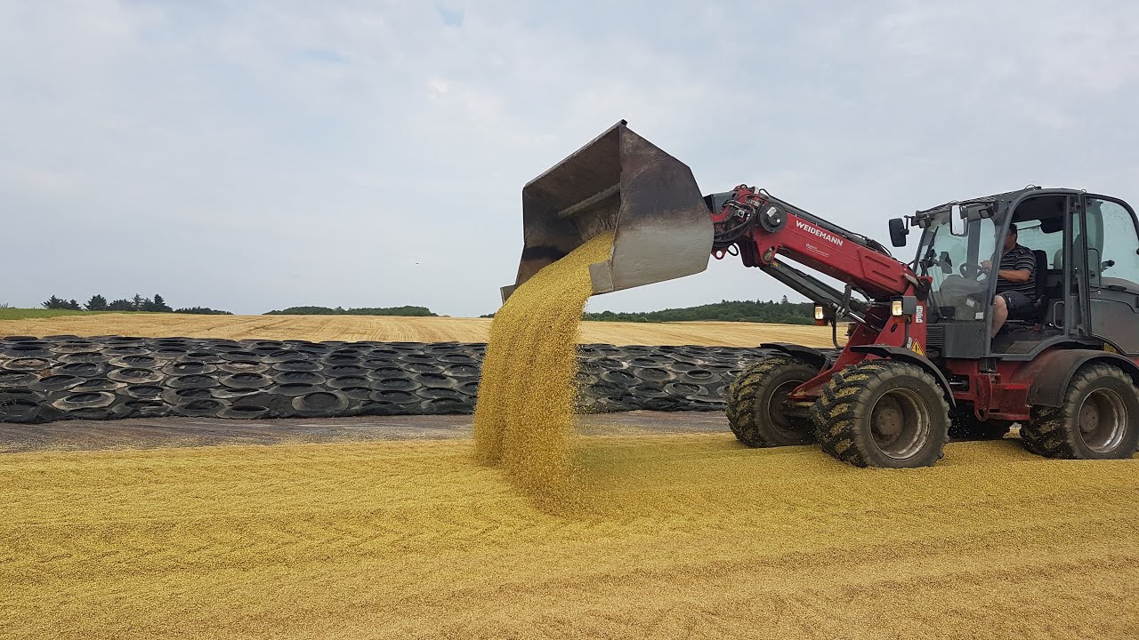 Ensiling barley grain &ndash; grain silage