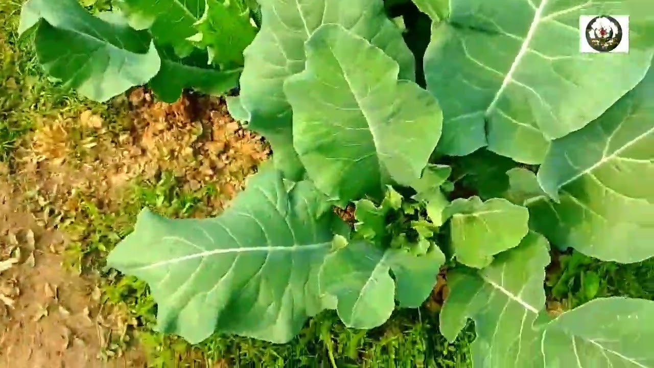 আজ দেখাবো কৃষি ও প্রকৃতি #blockbuster #minivlog #blockchain #vlog #gardening 