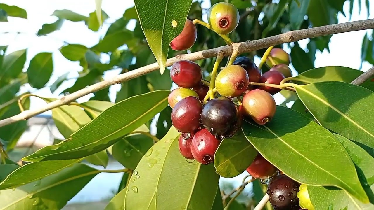 Beulah Gardens, Chennai (plucking fresh jamun in the morning)