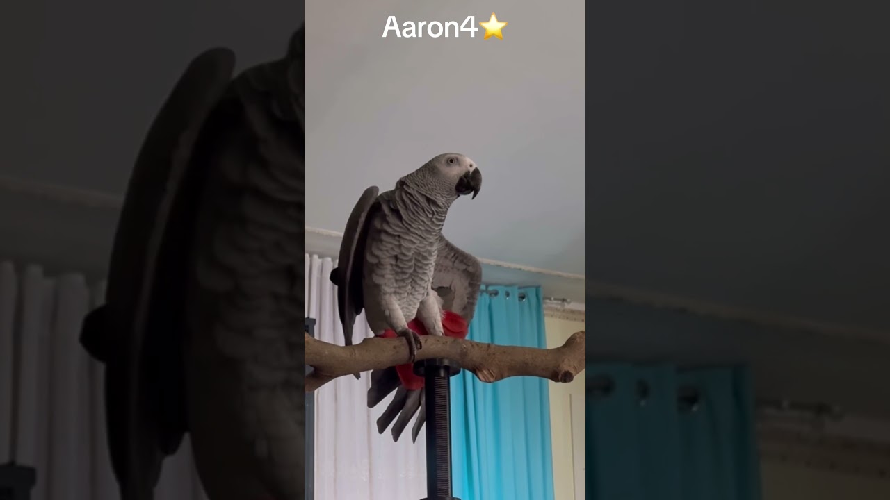Aaron4❤️⭐️ vi presento il mio allevatore e i suoi figli❤️⭐️la mia prima famiglia
