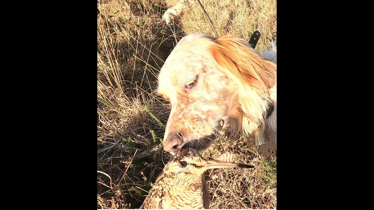 BECASSES au 410 en 4K avec setters anglais en Bretagne