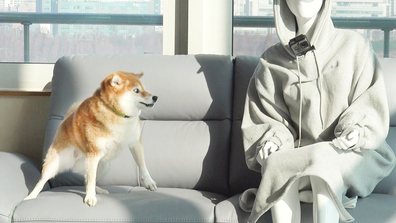 마네킹을 사람으로 착각한 강아지 반응ㅋㅋ
