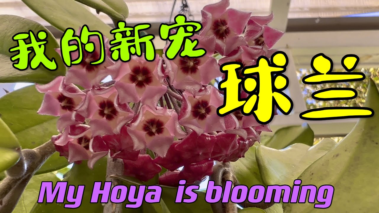 介绍我的新宠球兰 168