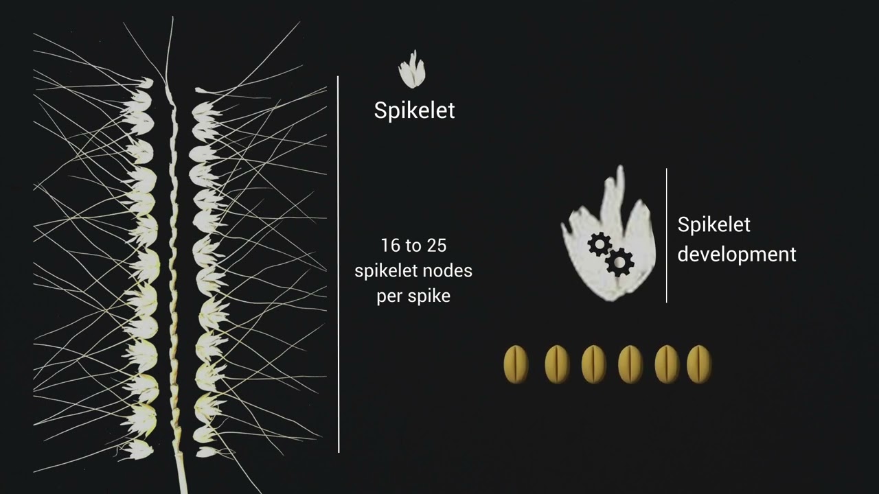 TaCol-B5 modifies spike architecture and enhances grain yield in wheat