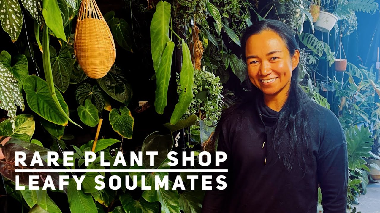 RARE PLANT SHOP: LEAFY SOULMATES