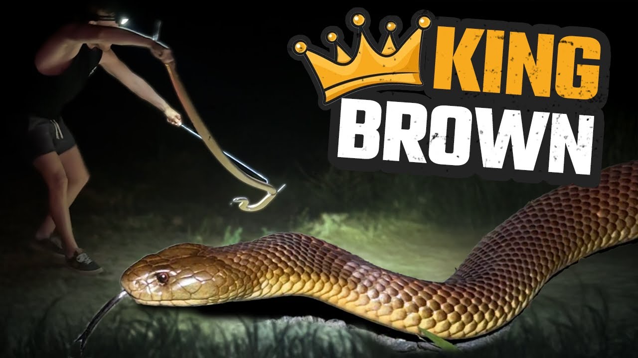 HUNTING AUSTRALIA'S LARGEST VENOMOUS SNAKE | MULGA SNAKE | 9 REPTILE SPECIES | HERPING SOUTH AUS EP1