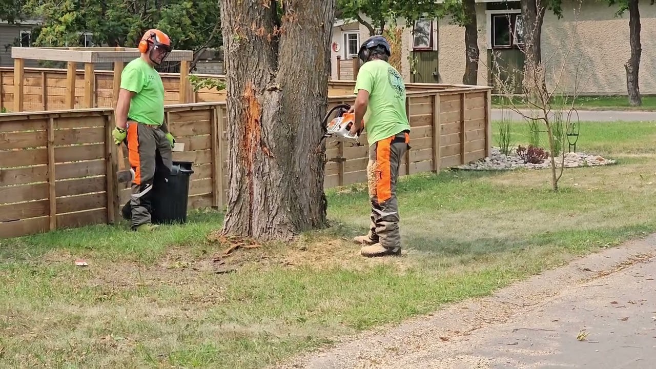 elm removals , dutch elm disease is brutal. #stihl #nonviral #treeservice #team #family