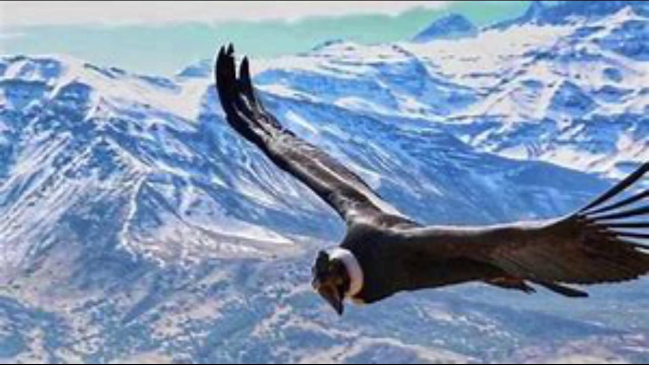 Condor (Léo Artése/arranjo: Ricardo Lessa)