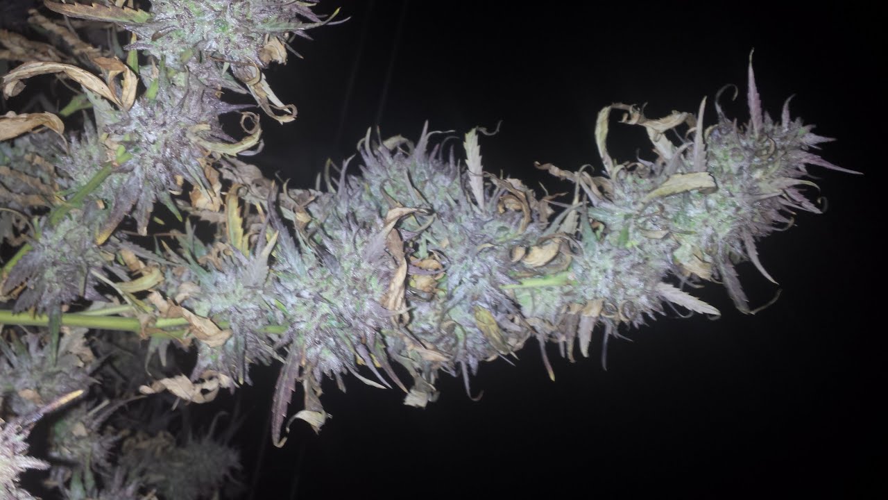 Montreal/Quebec Cannabis Seeds: Fast Version of Bruce Banner & Cinderella 99, Blueberry -- Harvested