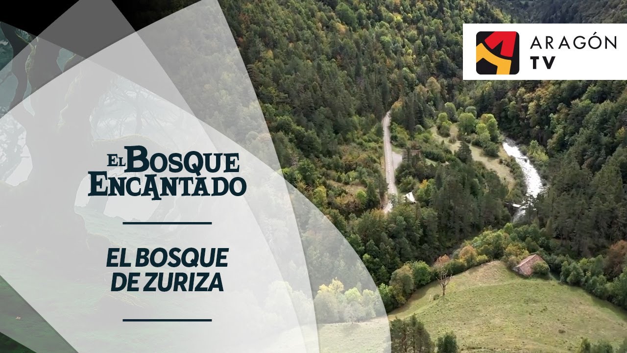 El bosque de Zuriza | BOSQUES DE ANSÓ