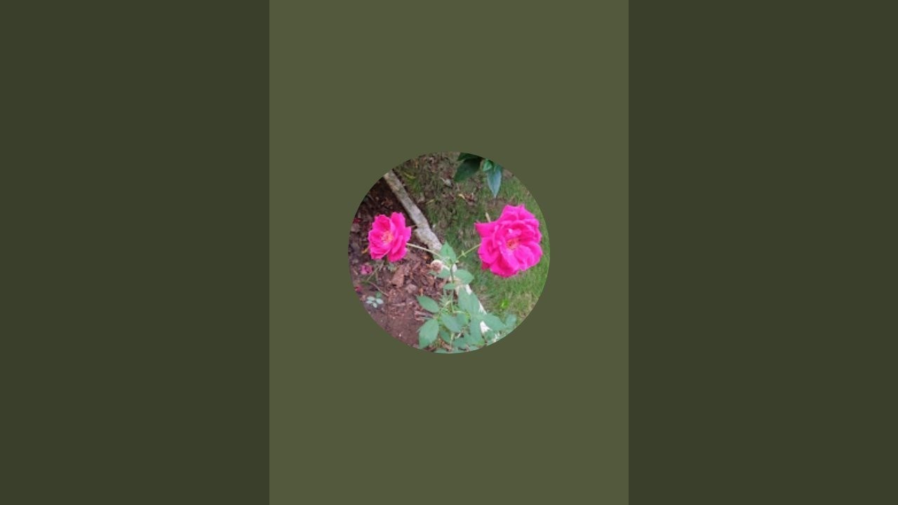 Vaishali is live
