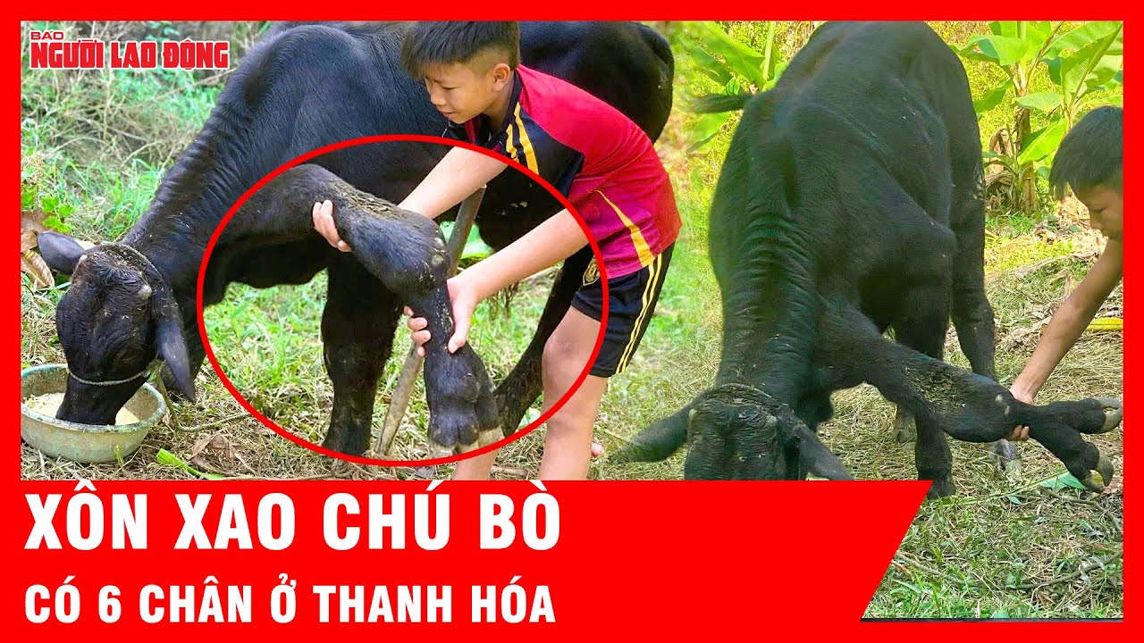 Xôn xao chú bò 6 chân, có chân 