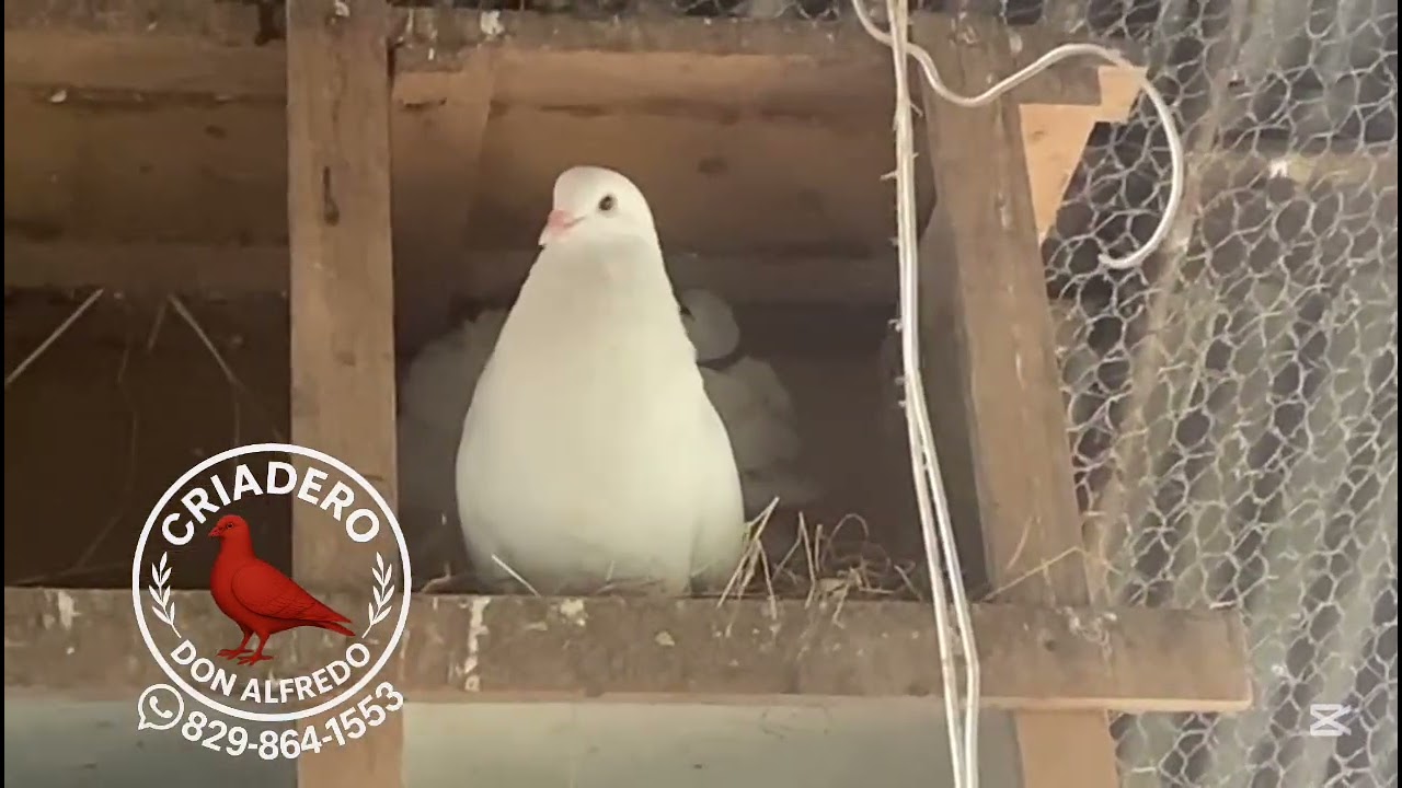 Exhibici&oacute;n y alimentaci&oacute;n de palomas ex&oacute;ticas 