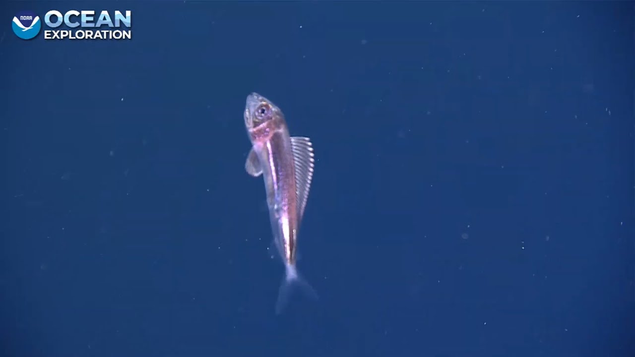 EX 2107 Dive 03 Midwater Nov 01 2021