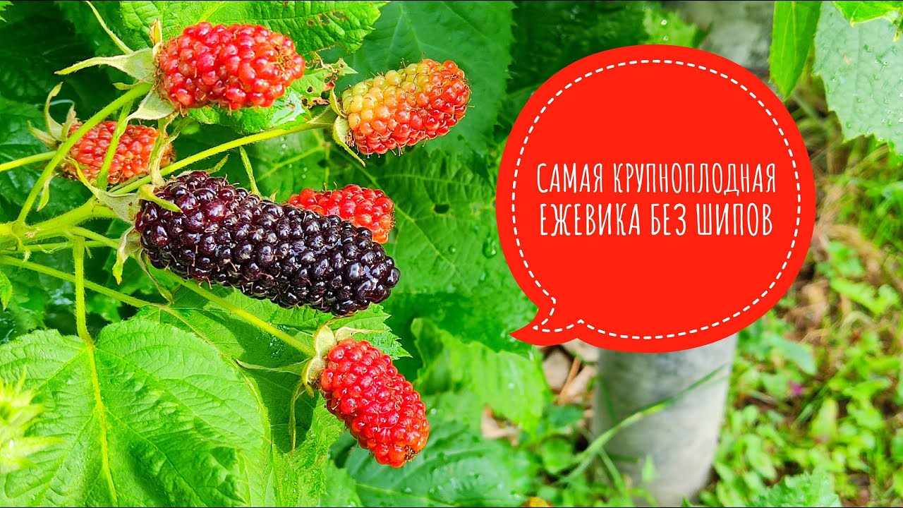 Такую ежевику только на выставку отправлять! Самая крупноплодная ранняя ежевика  КОЛАМБИЯ ГИГАНТ.