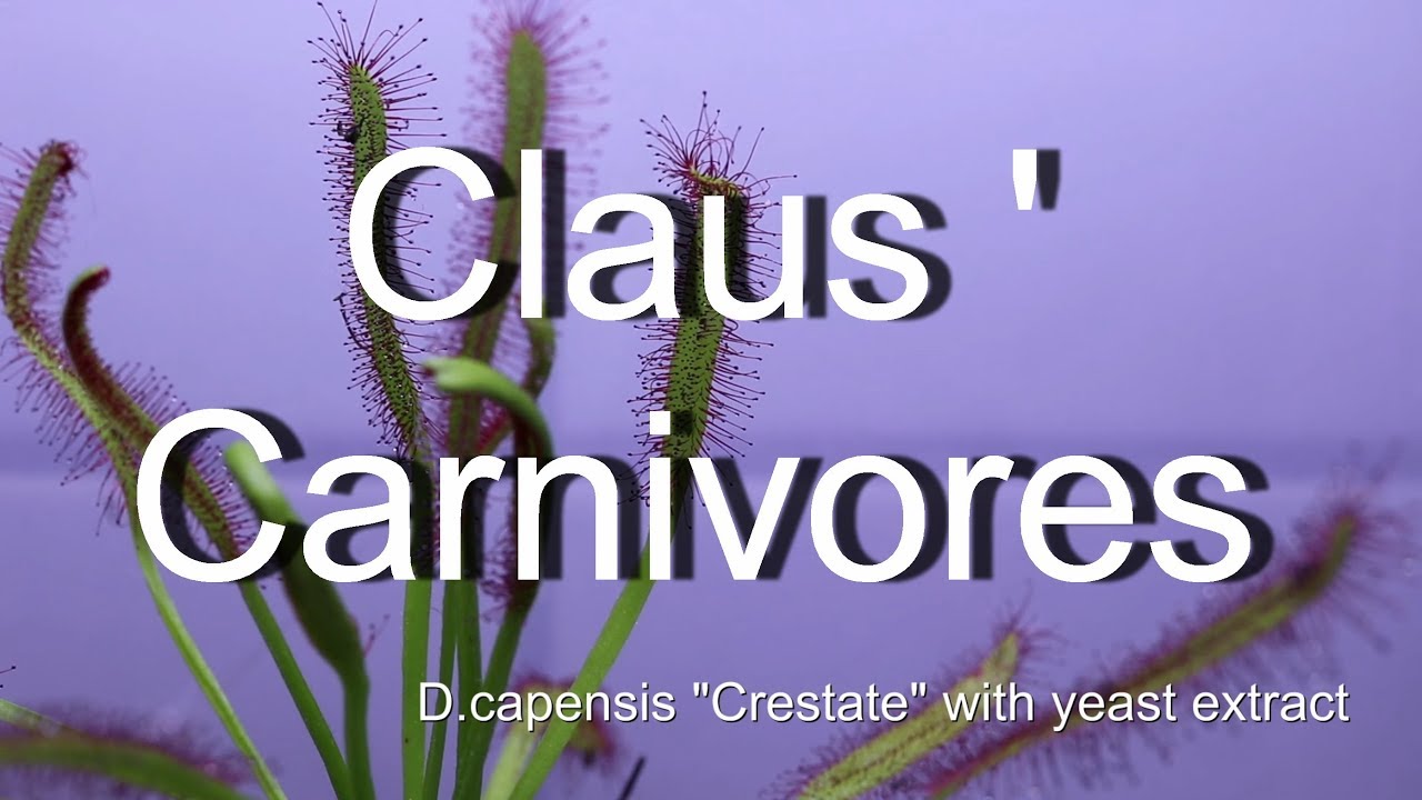Drosera capensis 