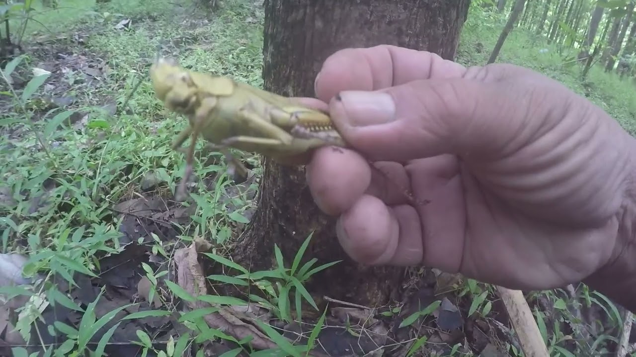 PENOMENA ALAM DIBURU BELALANG COKLAT.#486
