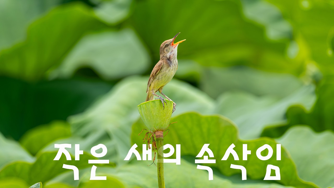 마음풍경 작은 새의 속삭임