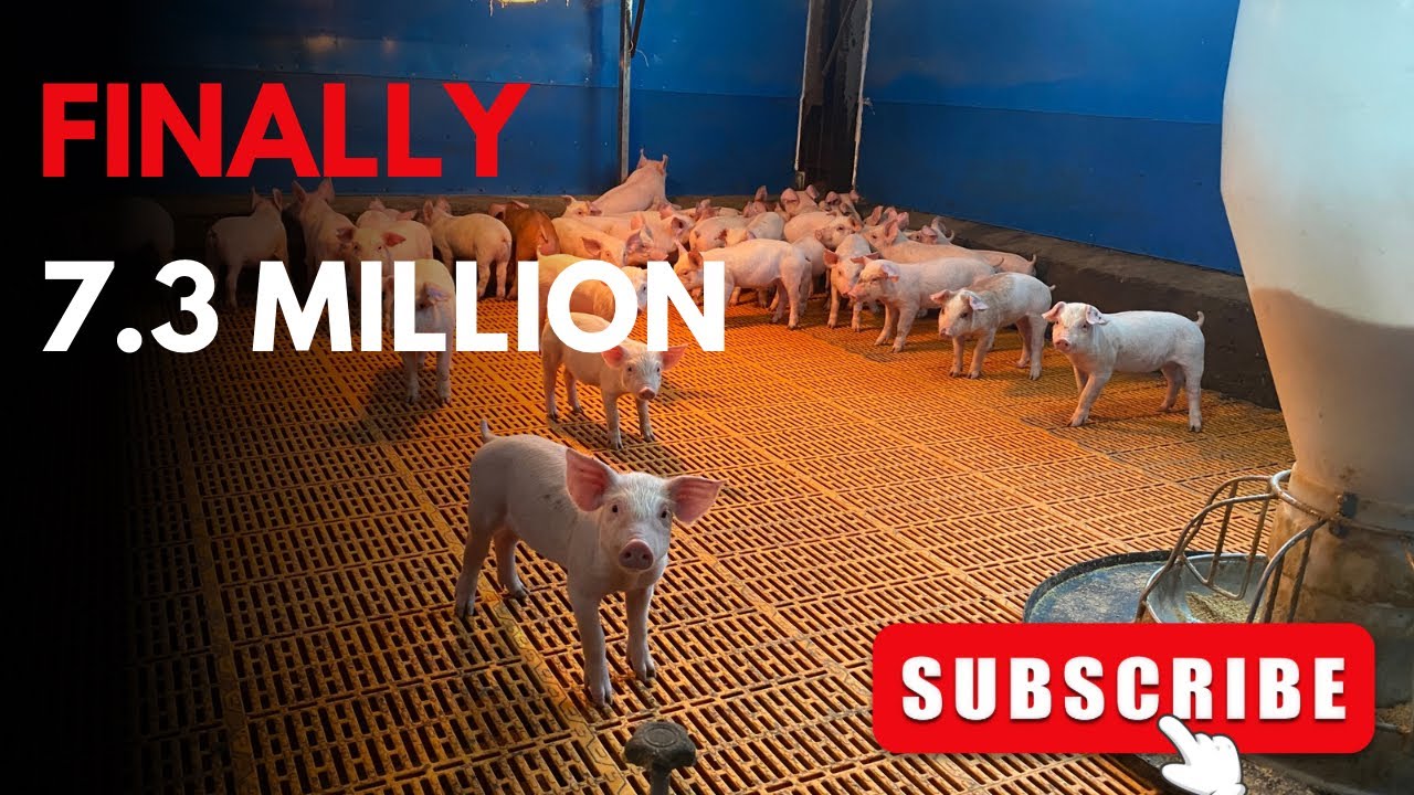 Piglets vibes #pig #pigfeed #agriculturebusiness #animals #highlights