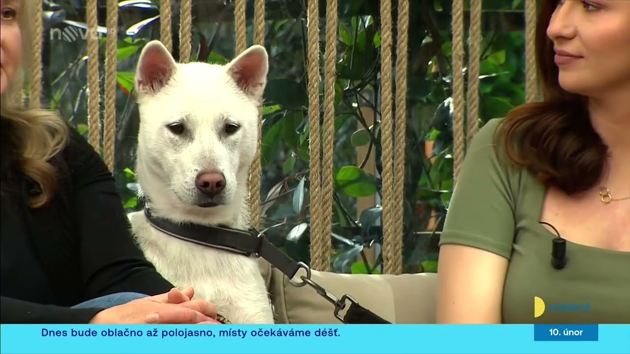 Japonské plemeno Kishu - Snídaně s Novou