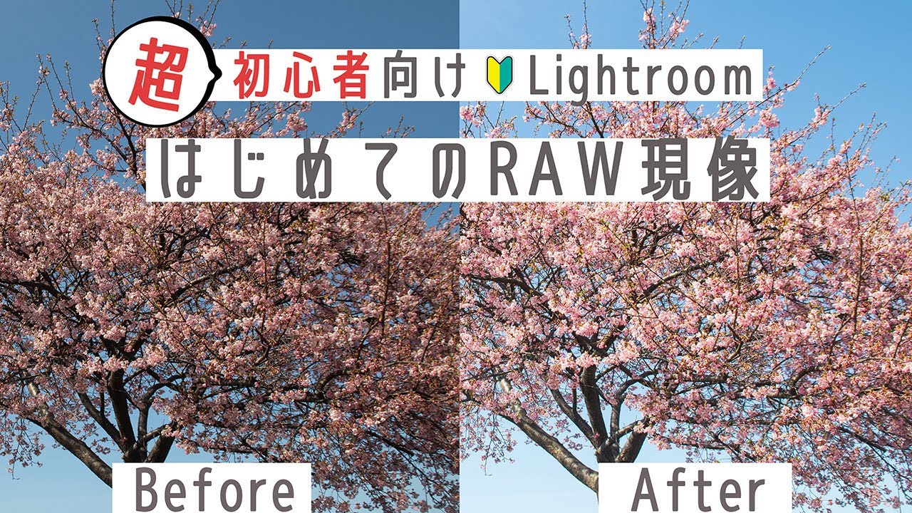 【本当に初心者の人向け】はじめてでもわかるRAW現像！基本のやり方を超カンタンに紹介します。Adobe Lightroomで画像を読み込み、明るさやホワイトバランスを補正、JPEGに書き出します