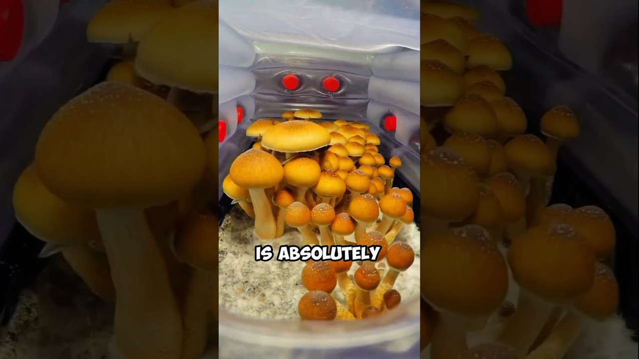 Growing Mushroom Is Very Easy!! #shorts
