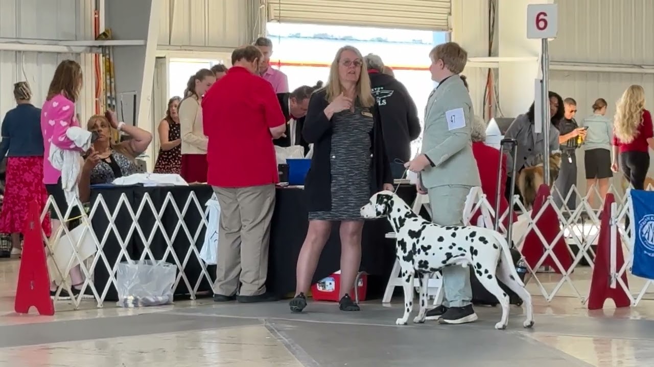2026–02-14 Junior Showmanship Open Intermediate Class Day 2 Lakeland Winter Haven Kennel Club
