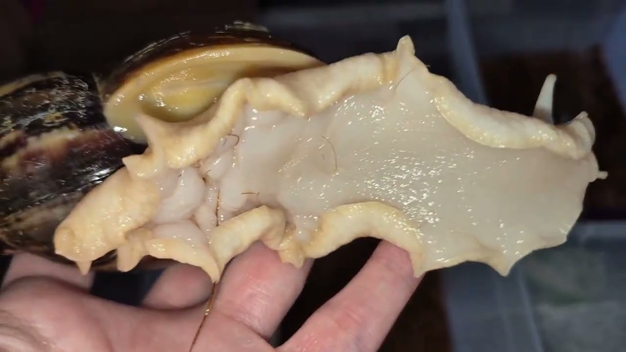 Взвешивание и 3 часа мучения белой улиточки.