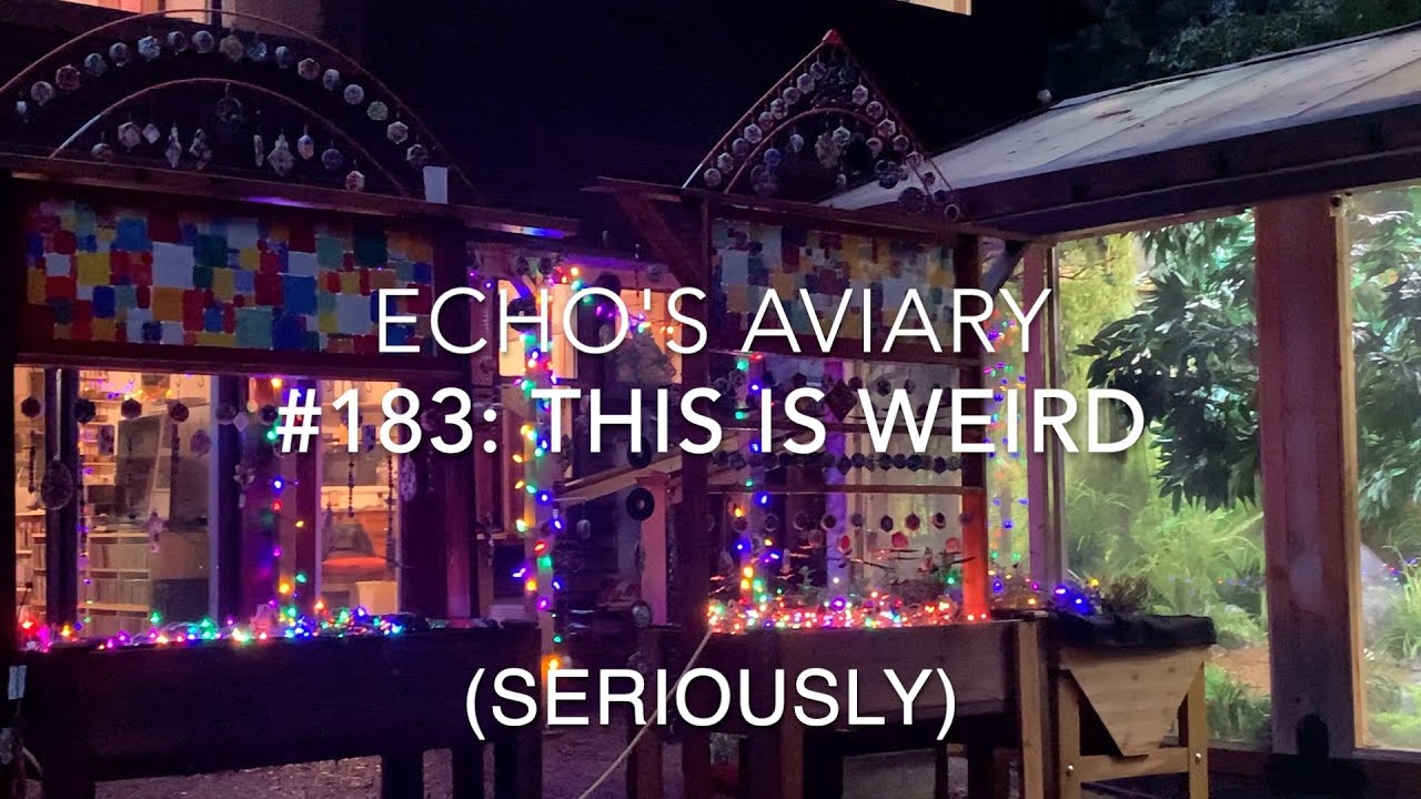 #183 Aviary update: Seriously weird