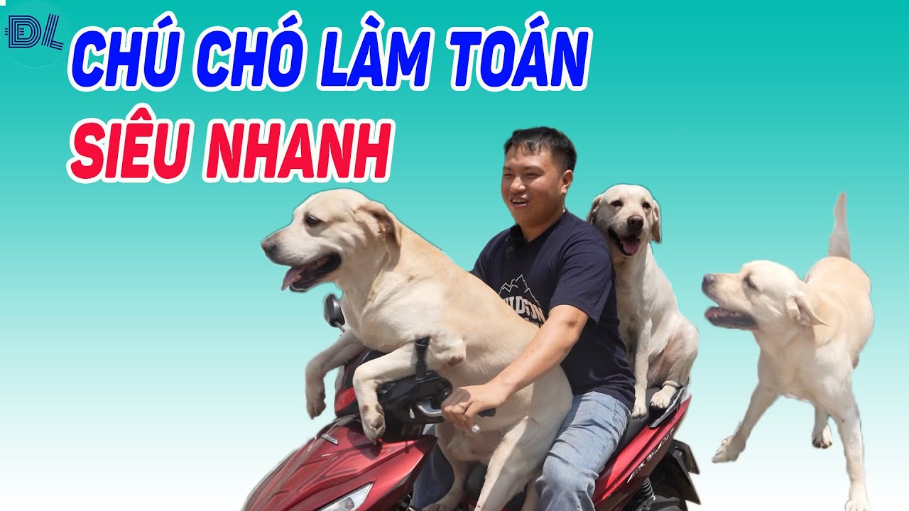 Chú chó Củ Cải cùng vợ con đi xuyên Việt, biểu diễn khả năng làm toán siêu nhanh - ĐỘC LẠ BÌNH DƯƠNG