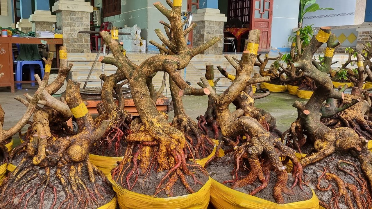 Nhung 0966023980 ng&agrave;y 10/2 gl l&ocirc; ph&ocirc;i mai v&agrave;ng giảo d&aacute;ng lắc lượng b&ocirc;ng ch&ugrave;m c&aacute;nh to 