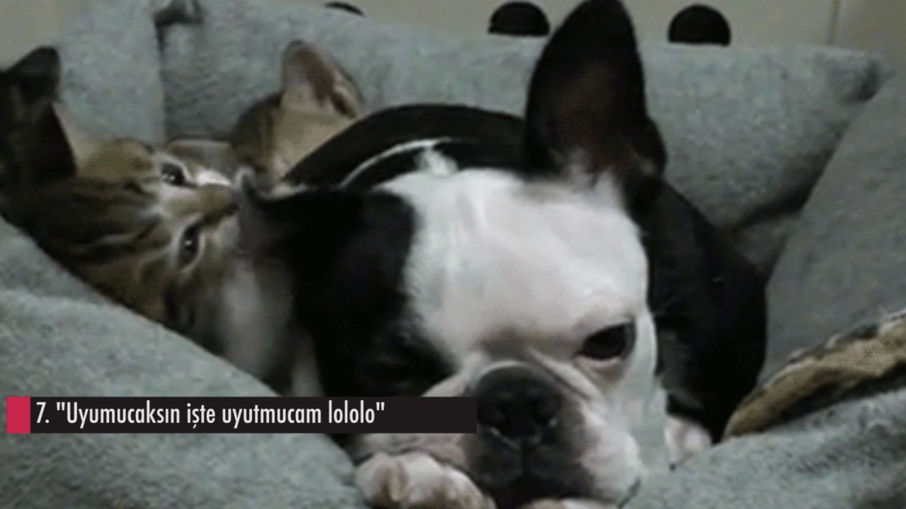 KEDİ K&Ouml;PEK KAVGASI   CAZGIR KEDİLER!