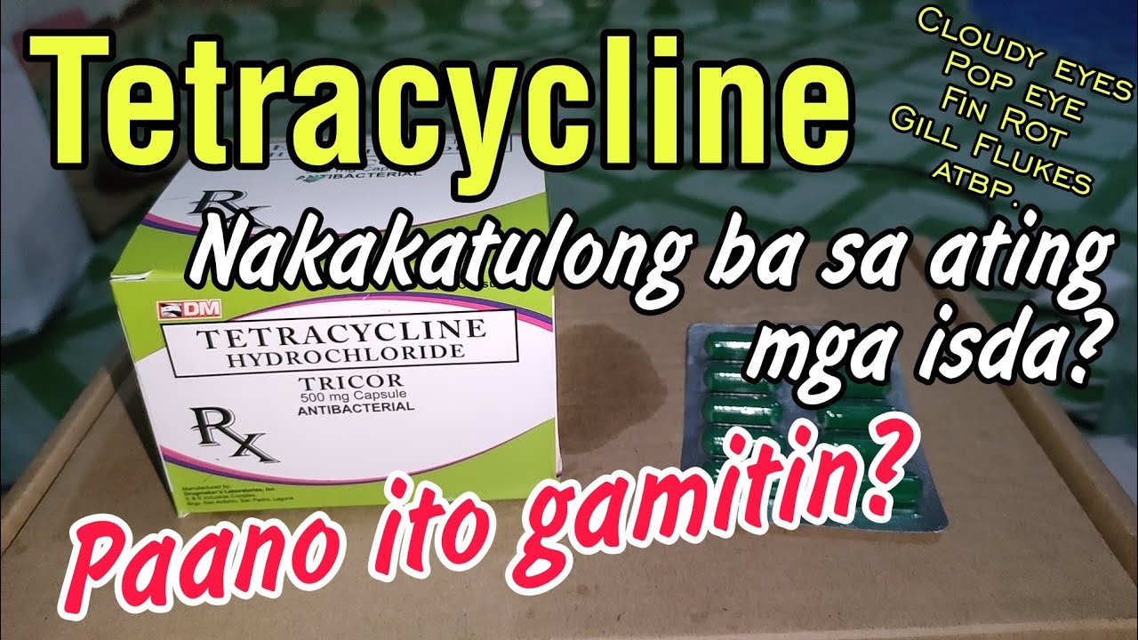 Tetracycline, Gamot sa Bacterial Infections ng mga Isda || Flowerhorn Fish