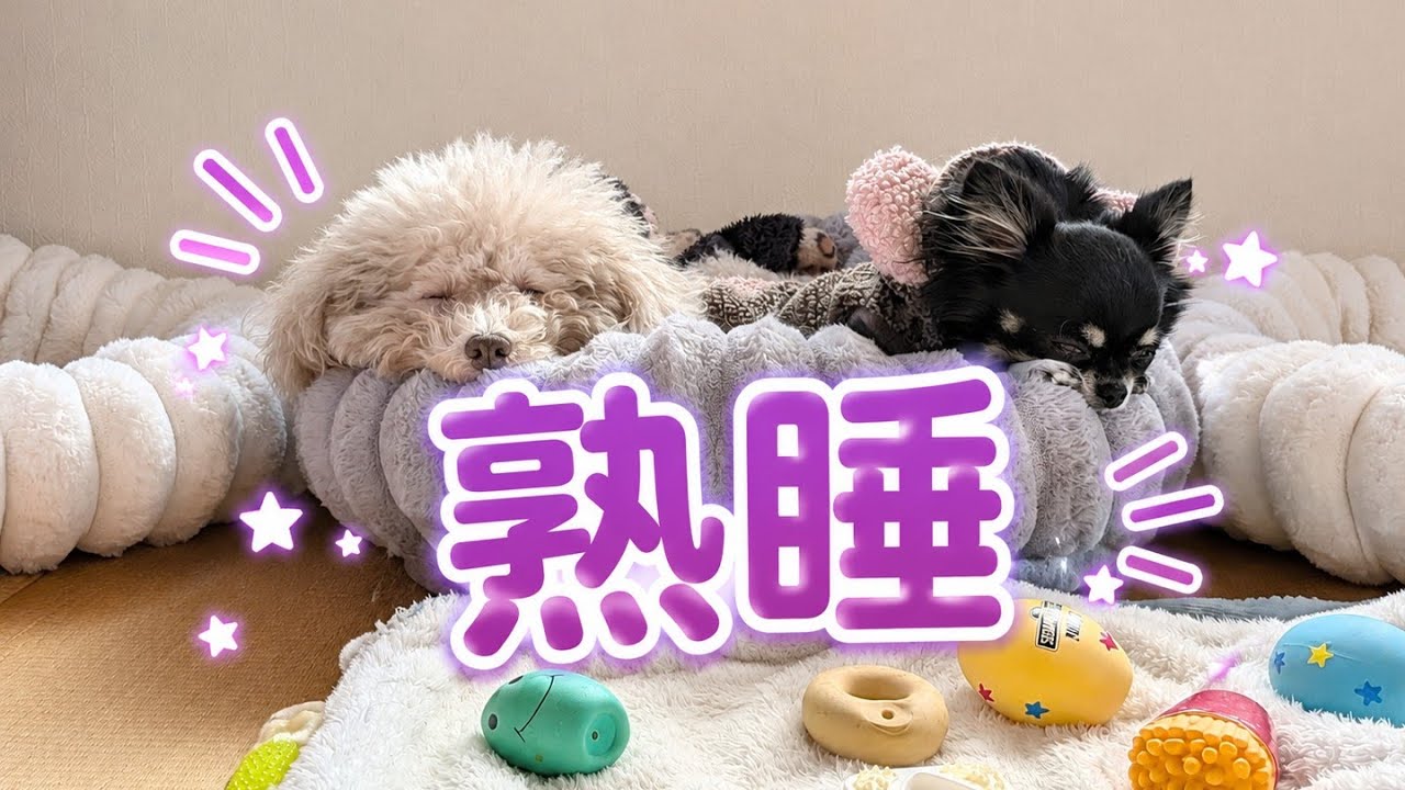 熟睡。deep sleep。