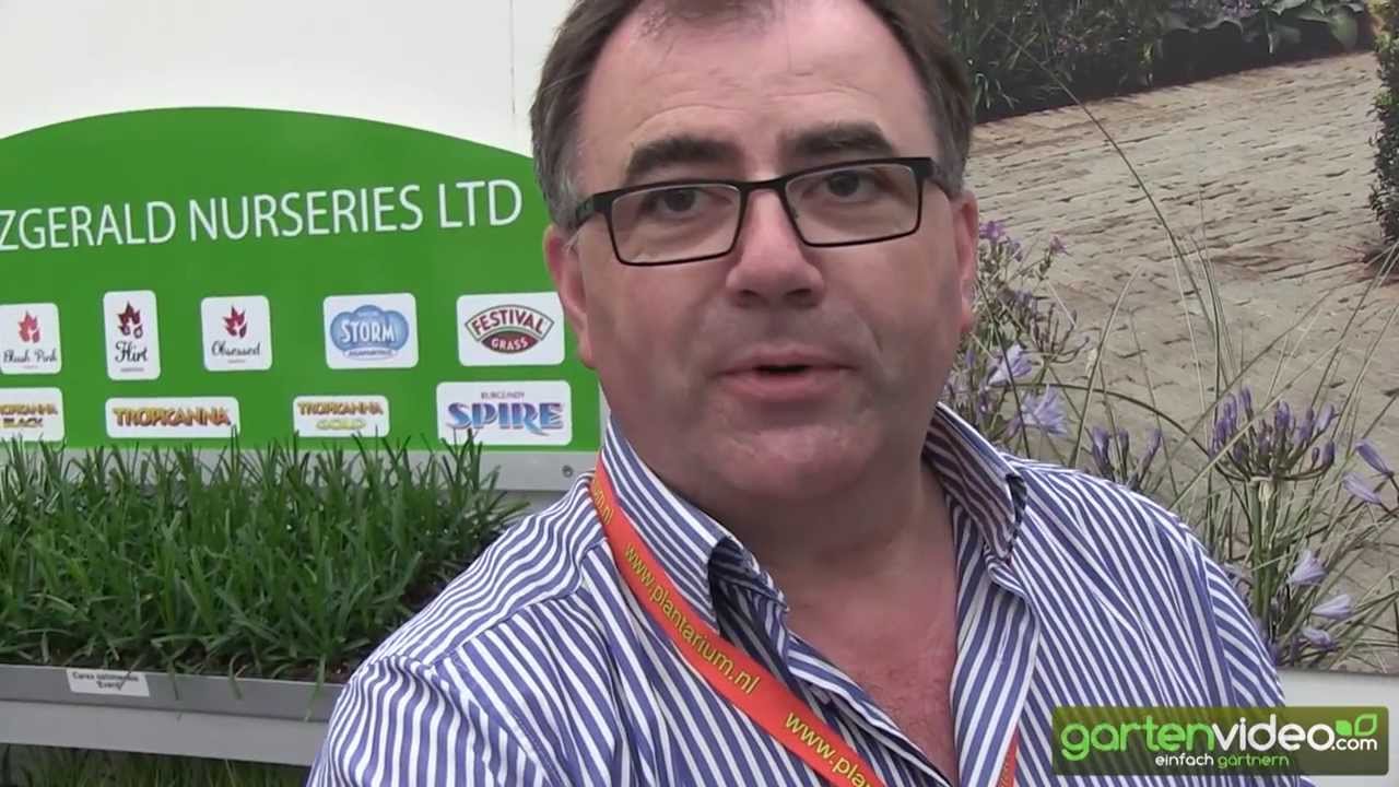 Die Geschichte der Primeln - Fitzgerald Nurseries in Ireland