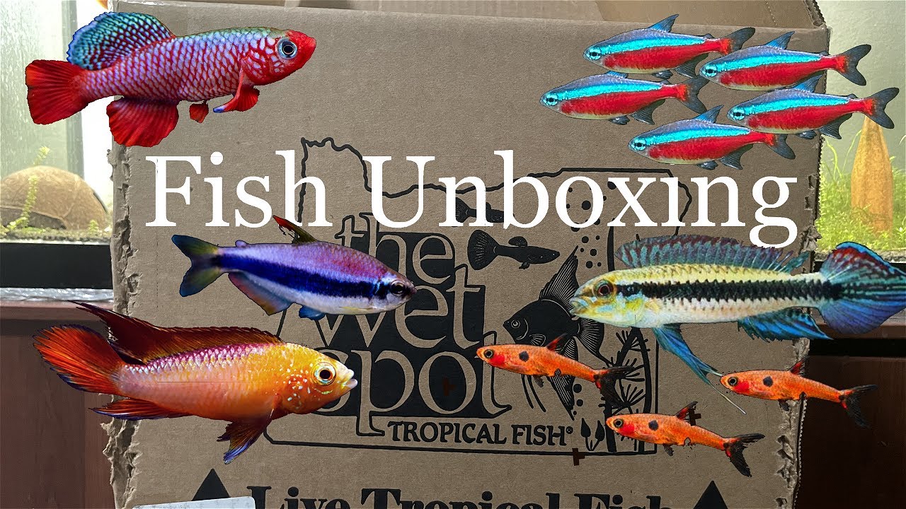 RARE FISH UNBOXING | apistogramma, killifish, tetras| Wetspot tropicals
