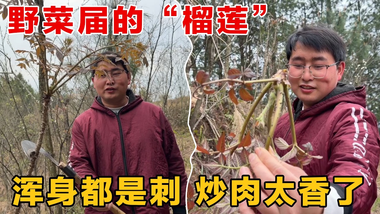 比榴莲还扎手的野菜居然能吃？冒着被扎成刺猬的风险也要摘，炒肉吃太香了