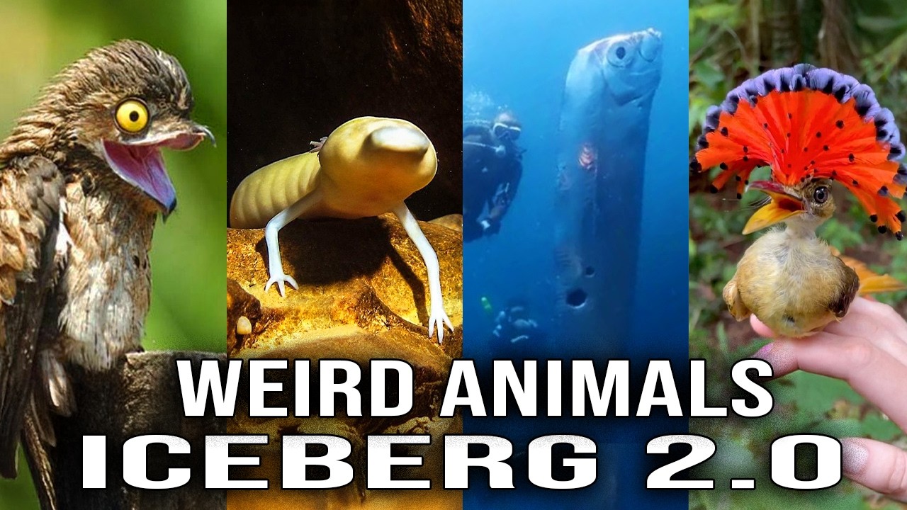 Weird Animals Iceberg 2.0: Animals You’ve Never Heard Of