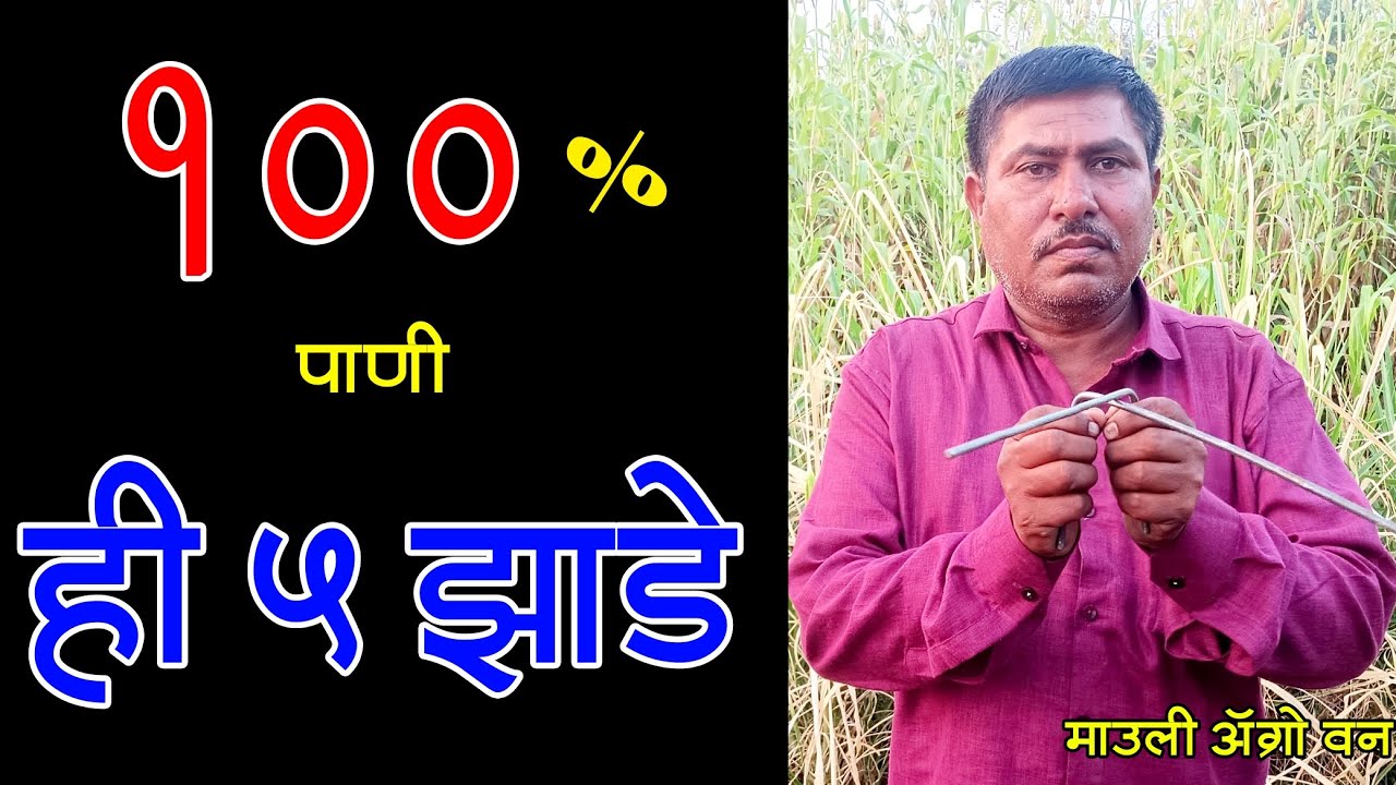 या झाडाखाली 100% पाणी असते हे पाच झाडे आहेत तर काळजी करू नका