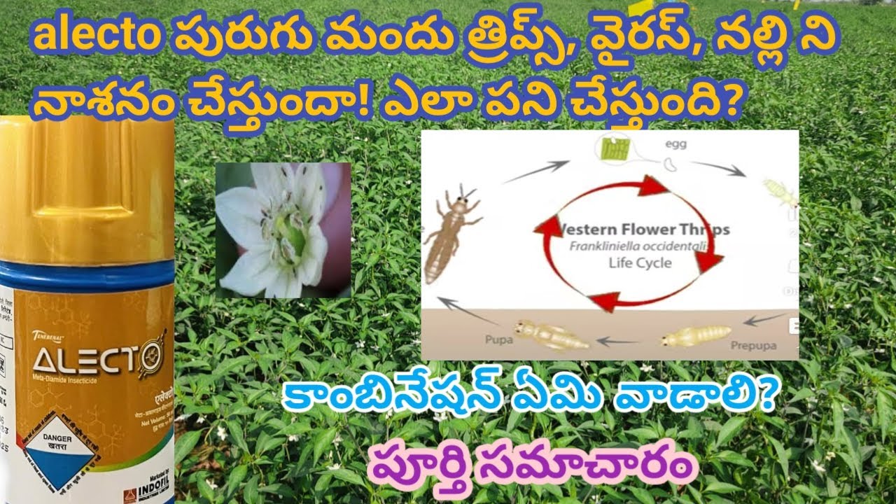 Alecto  insecticide telugu | indofil alecto uses in telugu | alecto black tripscontrol in mirchi