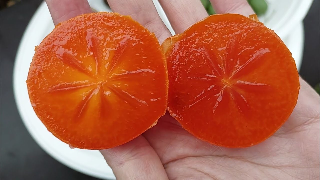 Jak smakuje kaki? - persymona z polskiego ogródka cz.1