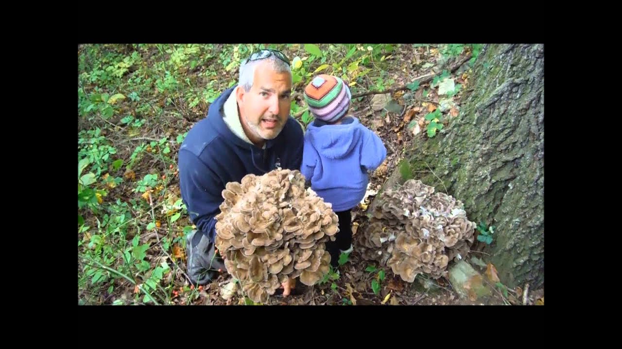 Hen of the woods  wild mushroom harvest