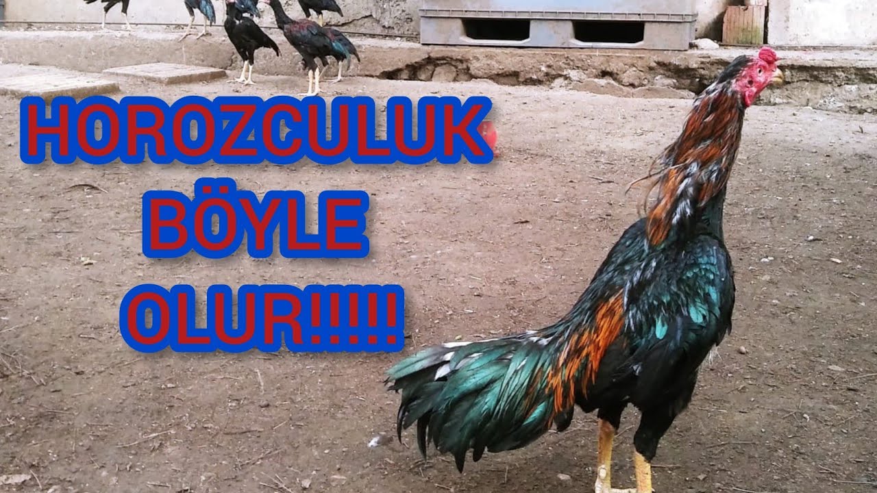 #83#İYİ HOROZCU NASIL OLUNUR?(Kendinizi nasıl tanıtırsınız?)