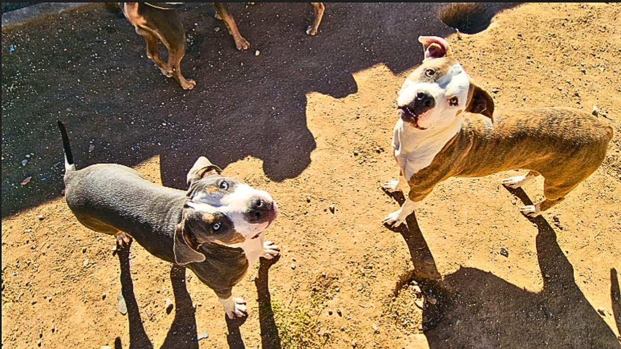 HOW TO GET MY XL BULLY STUD TO CALM DOWN AROUND A FEMALE FRESHLY OUT OF HEAT!!